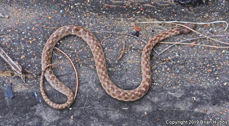 San Diego Nightsnake (Hypsiglena ochrorhyncha klauberi)