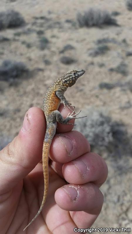 Nevada Side-blotched Lizard (Uta stansburiana nevadensis)