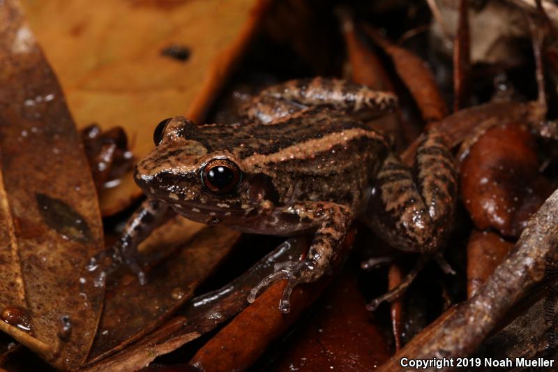 Greenhouse Frog (Eleutherodactylus planirostris)