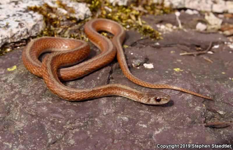 Northern Brownsnake (Storeria dekayi dekayi)