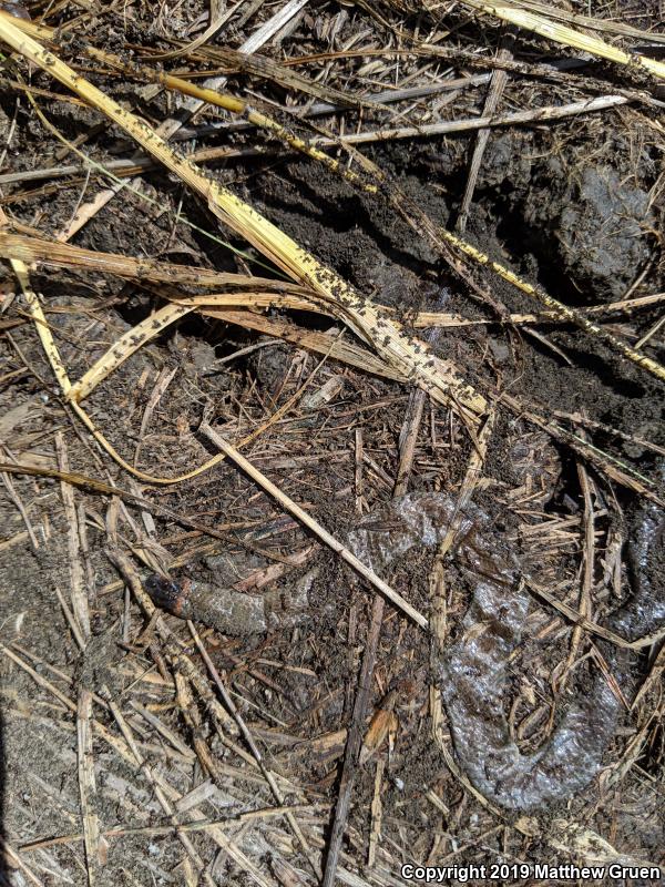 San Diego Ring-necked Snake (Diadophis punctatus similis)