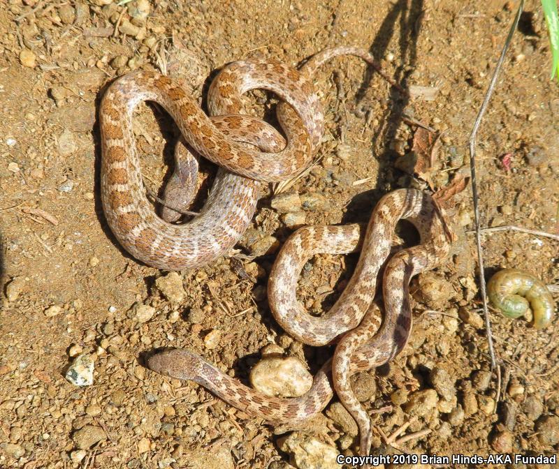 San Diego Nightsnake (Hypsiglena ochrorhyncha klauberi)