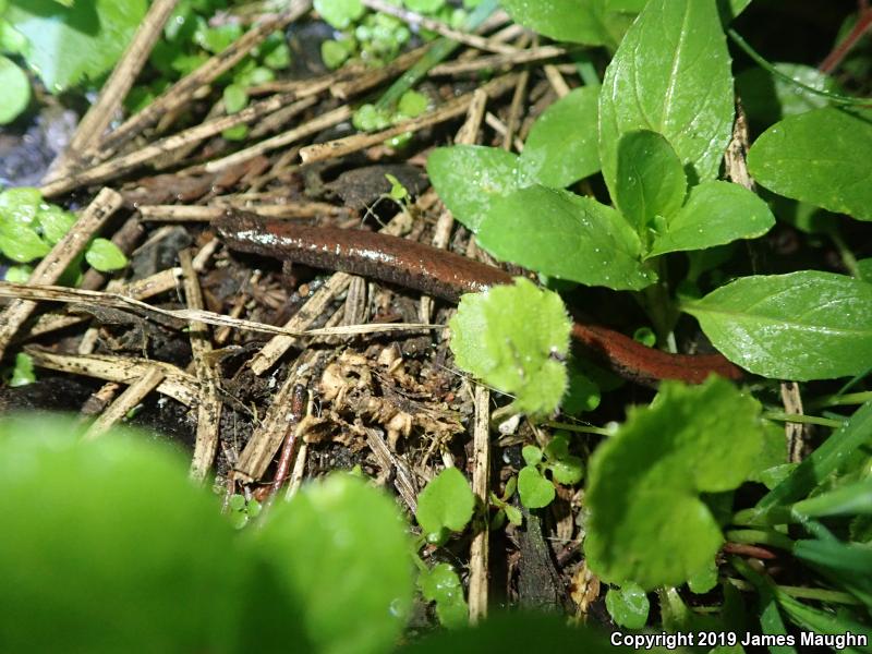 California Slender Salamander (Batrachoseps attenuatus)