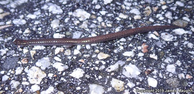 California Slender Salamander (Batrachoseps attenuatus)