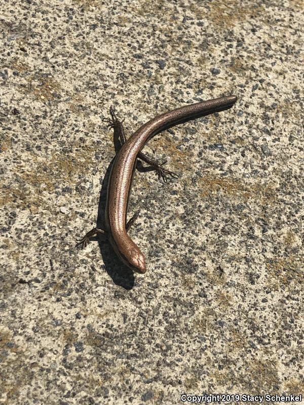 Little Brown Skink (Scincella lateralis)