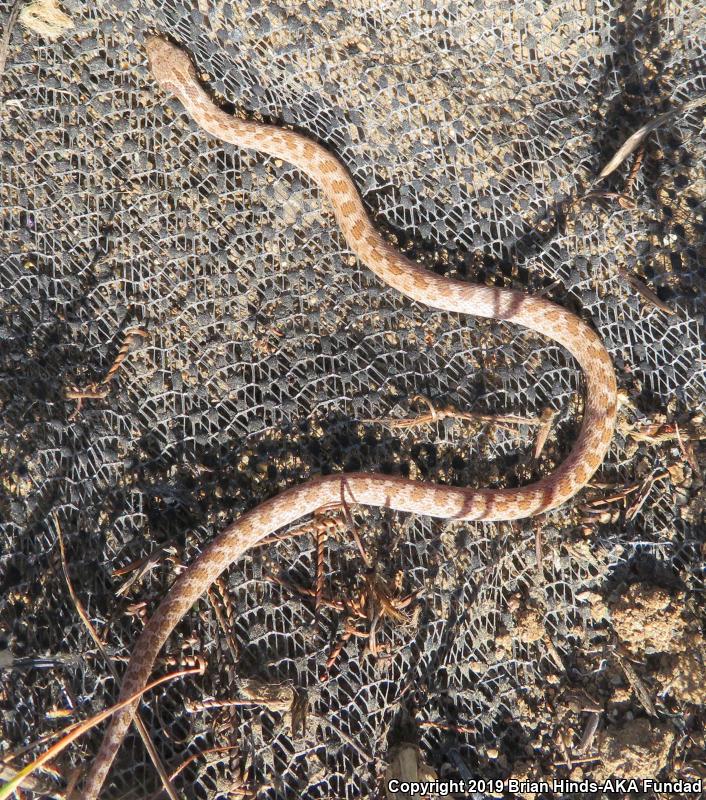 San Diego Nightsnake (Hypsiglena ochrorhyncha klauberi)