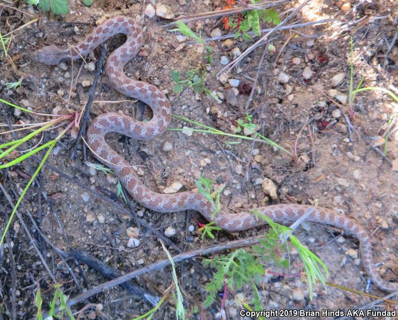 San Diego Nightsnake (Hypsiglena ochrorhyncha klauberi)