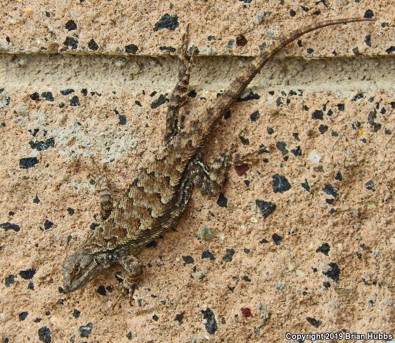 San Joaquin Fence Lizard (Sceloporus occidentalis biseriatus)