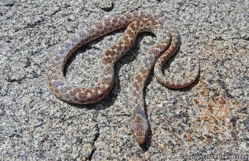 San Diego Nightsnake (Hypsiglena ochrorhyncha klauberi)