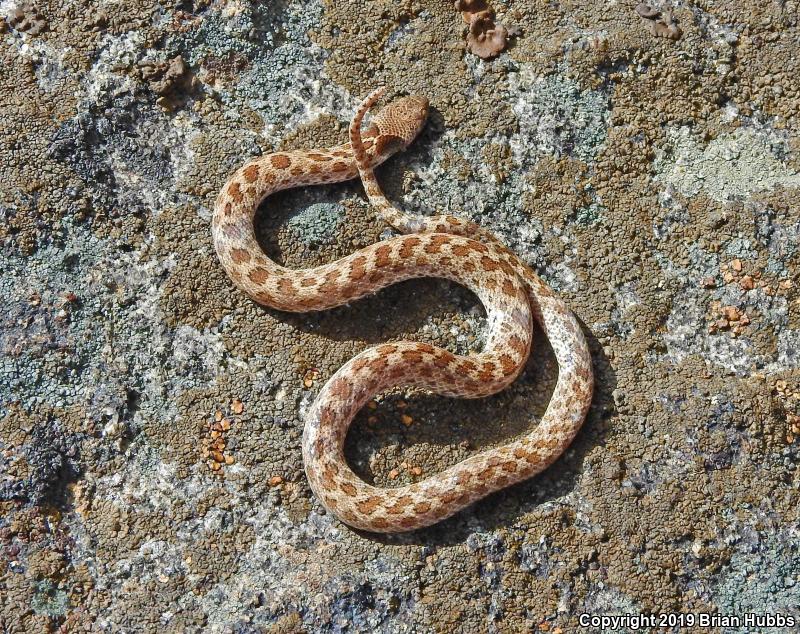 San Diego Nightsnake (Hypsiglena ochrorhyncha klauberi)