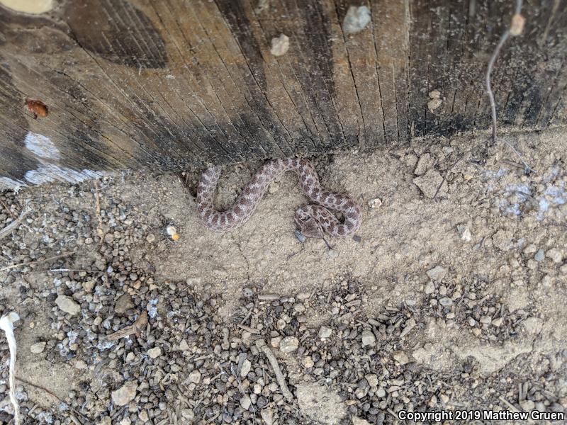 San Diego Nightsnake (Hypsiglena ochrorhyncha klauberi)