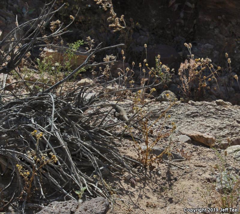 Great Basin Whiptail (Aspidoscelis tigris tigris)