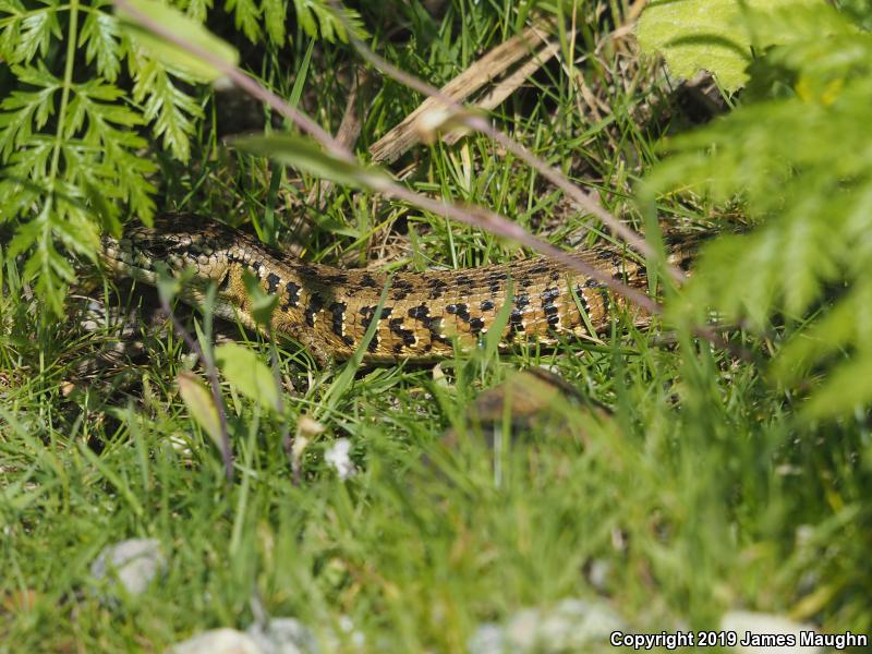 San Francisco Alligator Lizard (Elgaria coerulea coerulea)