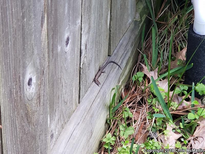 Little Brown Skink (Scincella lateralis)