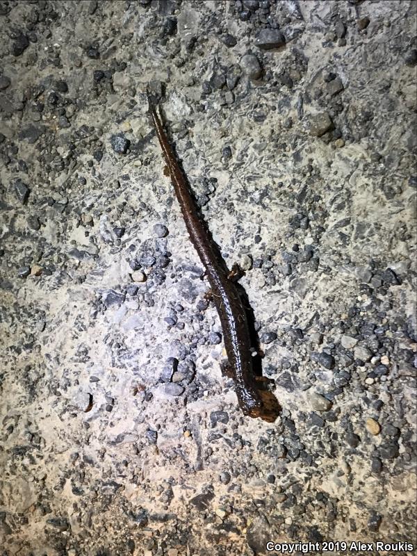 Four-toed Salamander (Hemidactylium scutatum)