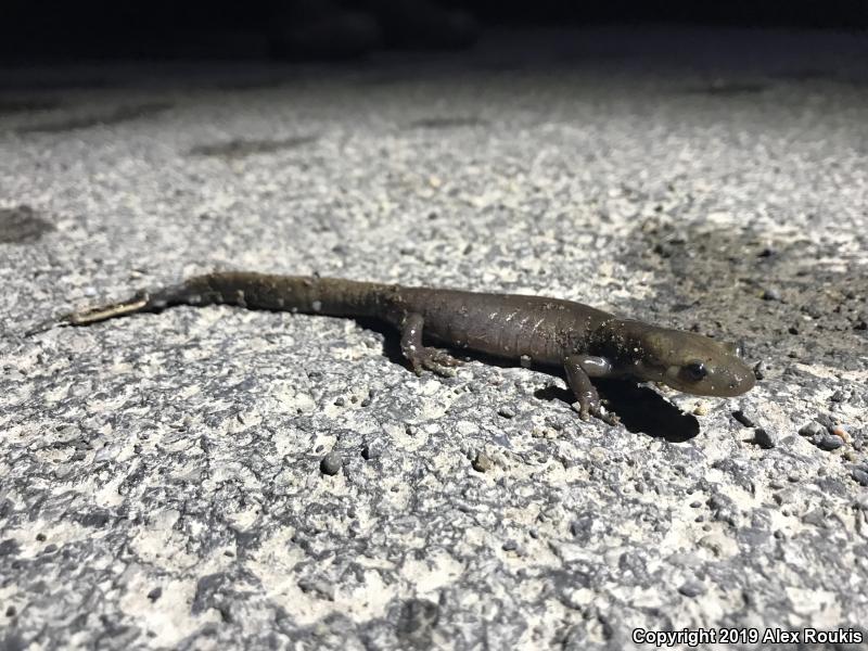 Jefferson Salamander (Ambystoma jeffersonianum)