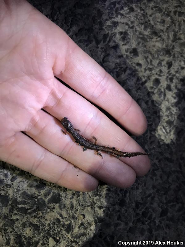 Four-toed Salamander (Hemidactylium scutatum)