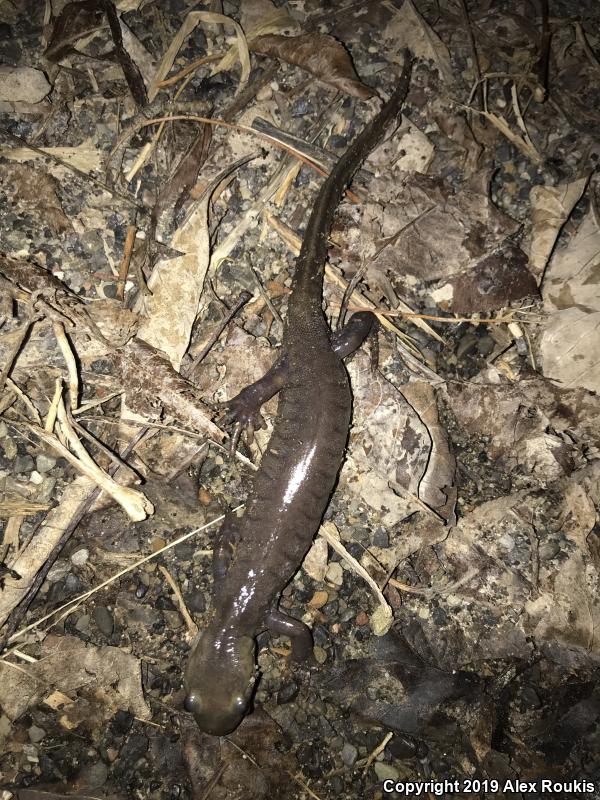 Jefferson Salamander (Ambystoma jeffersonianum)