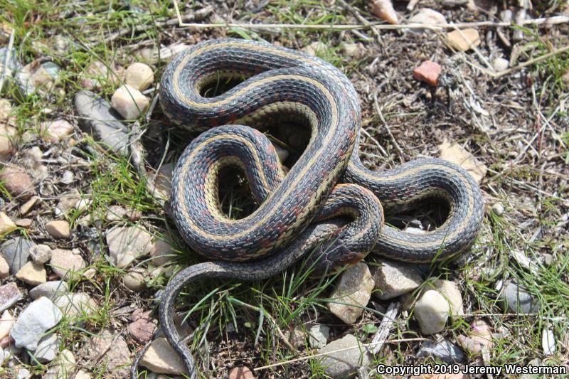 Valley Gartersnake (Thamnophis sirtalis fitchi)