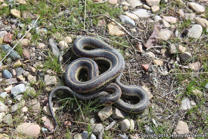 Valley Gartersnake (Thamnophis sirtalis fitchi)