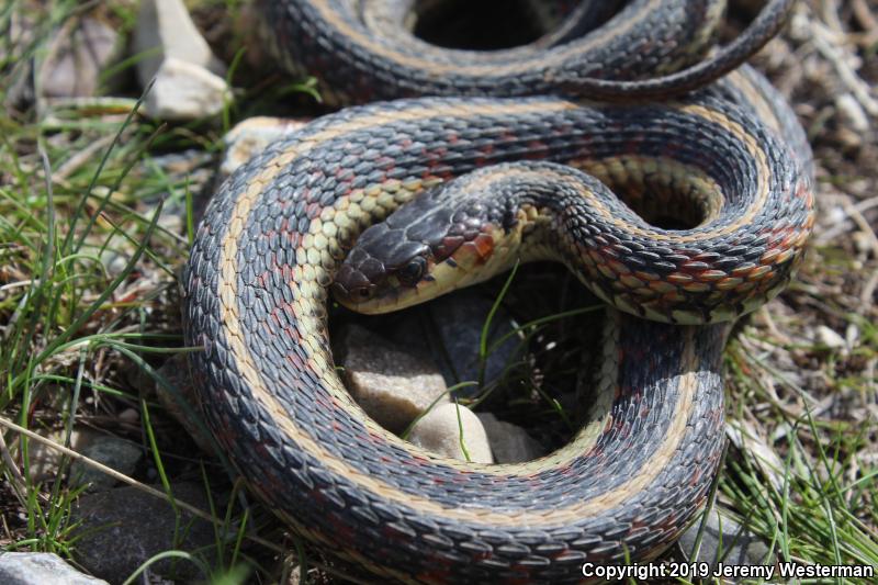 Valley Gartersnake (Thamnophis sirtalis fitchi)