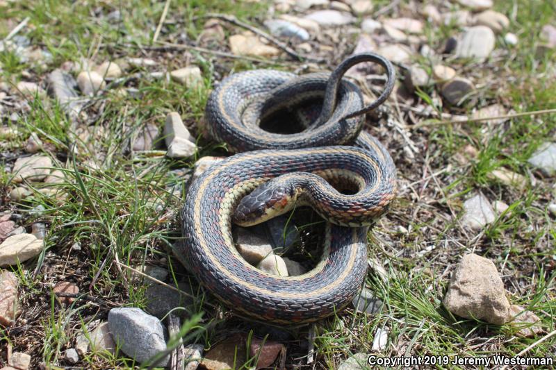 Valley Gartersnake (Thamnophis sirtalis fitchi)