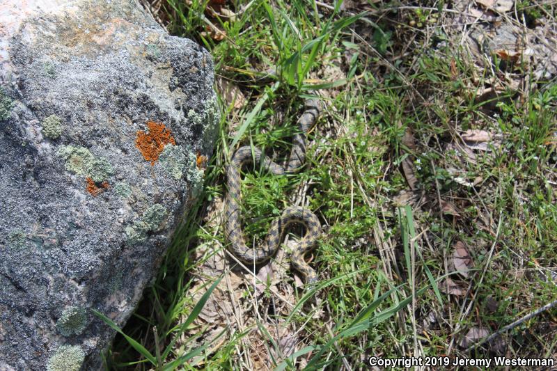 Wandering Gartersnake (Thamnophis elegans vagrans)