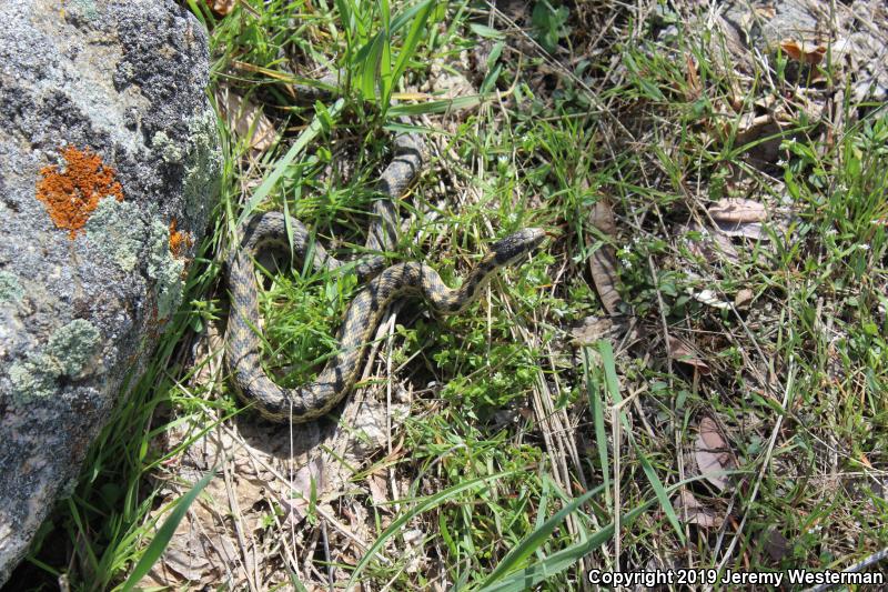 Wandering Gartersnake (Thamnophis elegans vagrans)