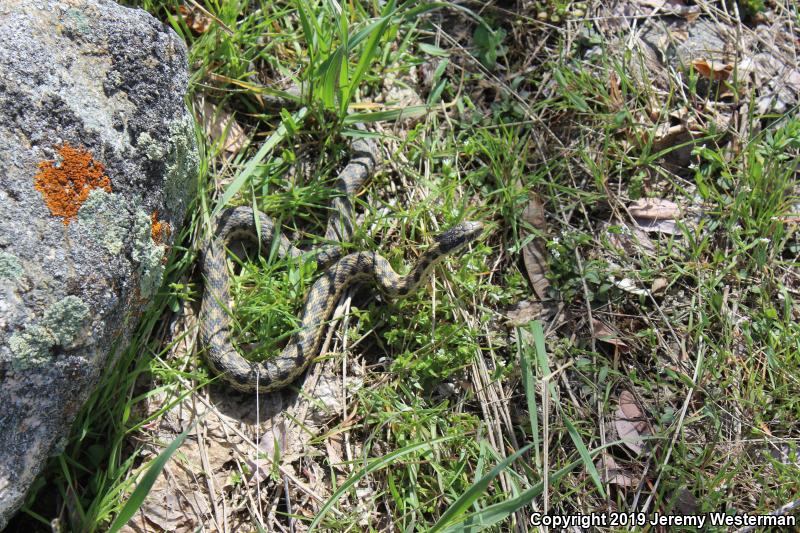 Wandering Gartersnake (Thamnophis elegans vagrans)