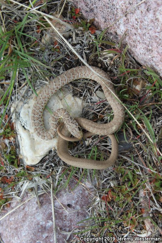 Western Yellow-bellied Racer (Coluber constrictor mormon)