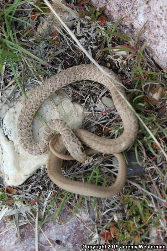 Western Yellow-bellied Racer (Coluber constrictor mormon)