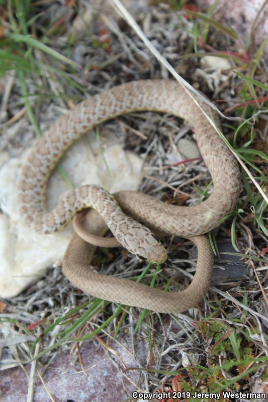 Western Yellow-bellied Racer (Coluber constrictor mormon)