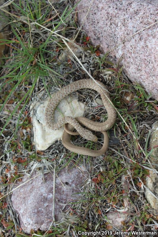 Western Yellow-bellied Racer (Coluber constrictor mormon)