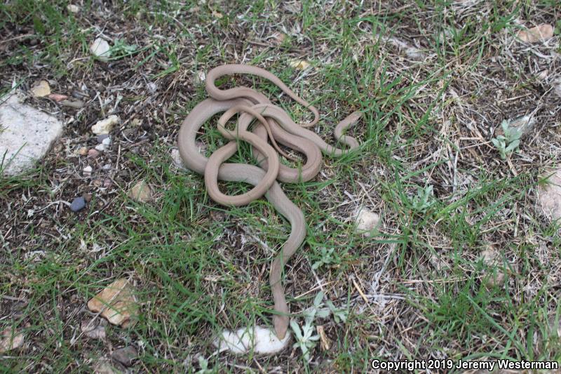 Western Yellow-bellied Racer (Coluber constrictor mormon)