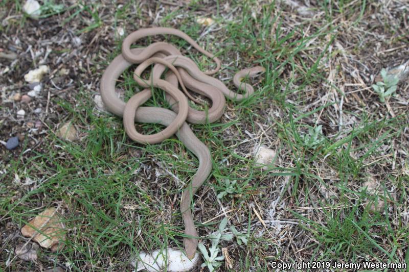 Western Yellow-bellied Racer (Coluber constrictor mormon)