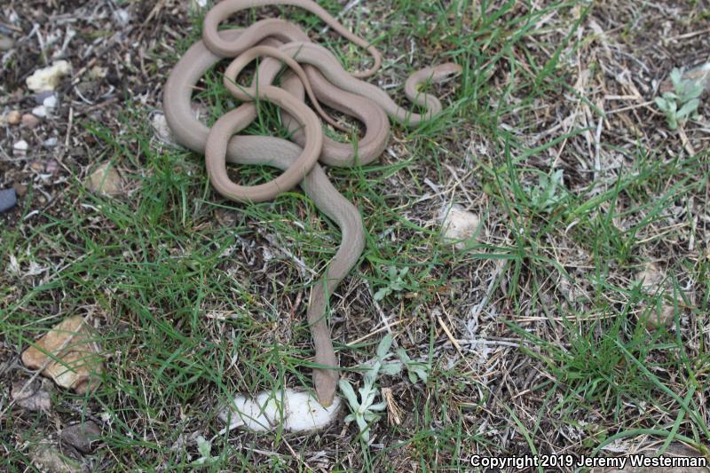 Western Yellow-bellied Racer (Coluber constrictor mormon)