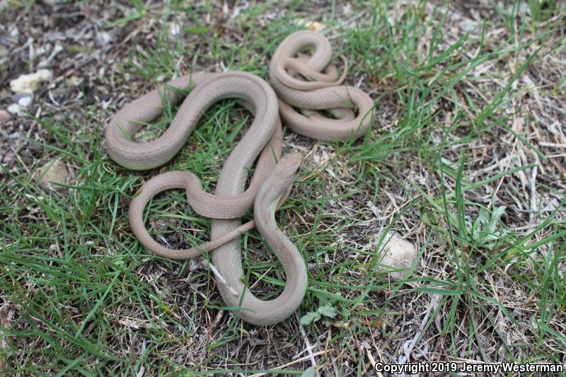 Western Yellow-bellied Racer (Coluber constrictor mormon)