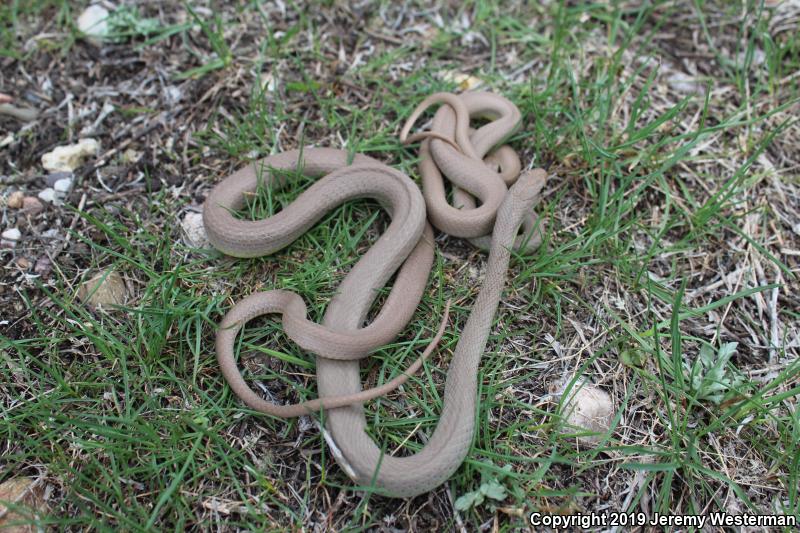 Western Yellow-bellied Racer (Coluber constrictor mormon)