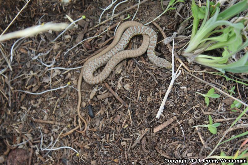 Western Yellow-bellied Racer (Coluber constrictor mormon)