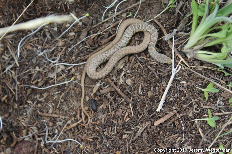 Western Yellow-bellied Racer (Coluber constrictor mormon)