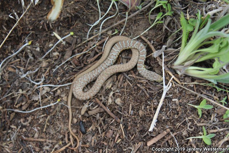 Western Yellow-bellied Racer (Coluber constrictor mormon)