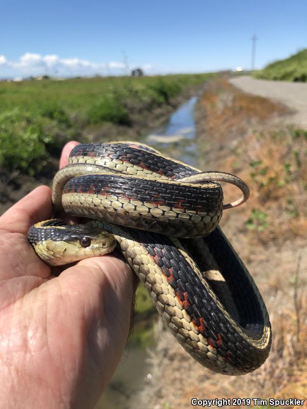 Valley Gartersnake (Thamnophis sirtalis fitchi)