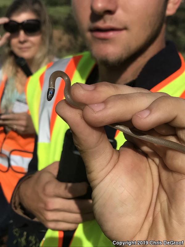 Western Black-headed Snake (Tantilla planiceps)