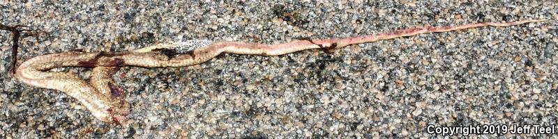 Red Racer (Coluber flagellum piceus)