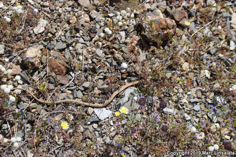 Red Racer (Coluber flagellum piceus)