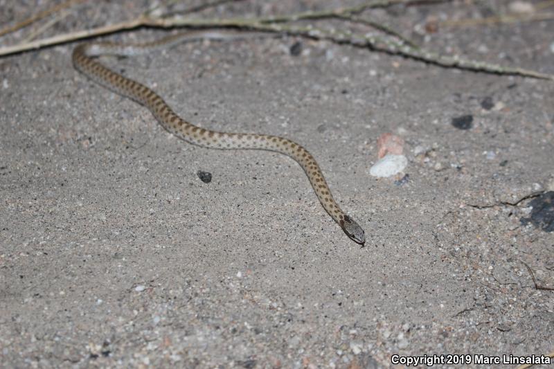 Desert Nightsnake (Hypsiglena chlorophaea deserticola)