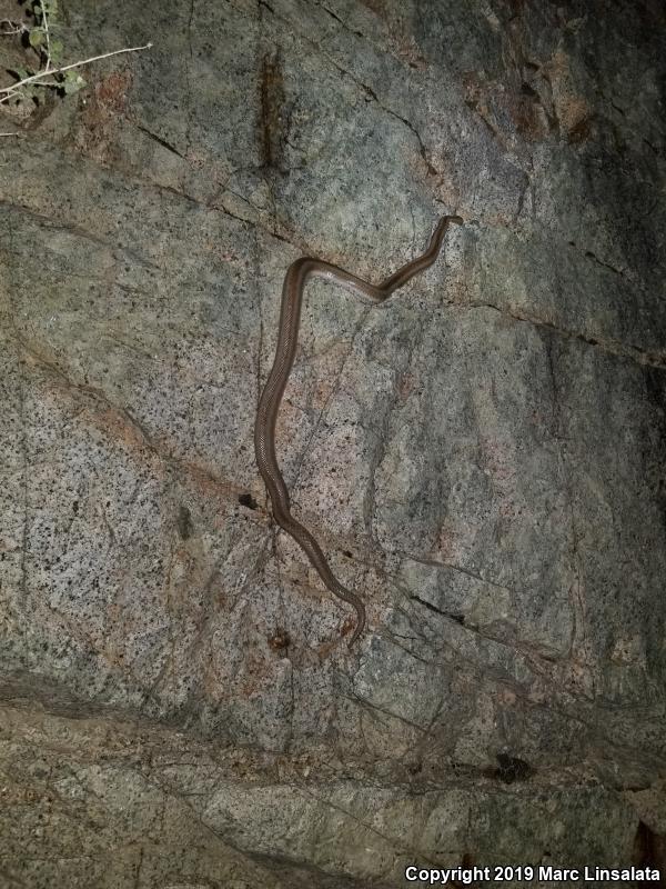 Desert Rosy Boa (Lichanura trivirgata gracia)