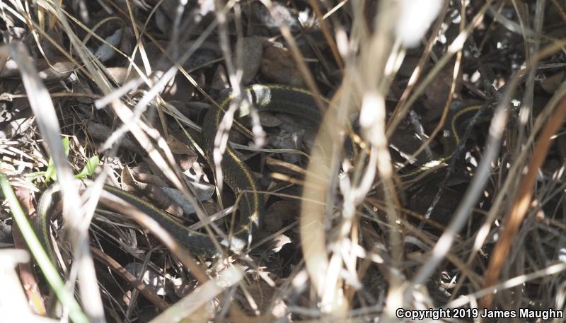 Santa Cruz Gartersnake (Thamnophis atratus atratus)