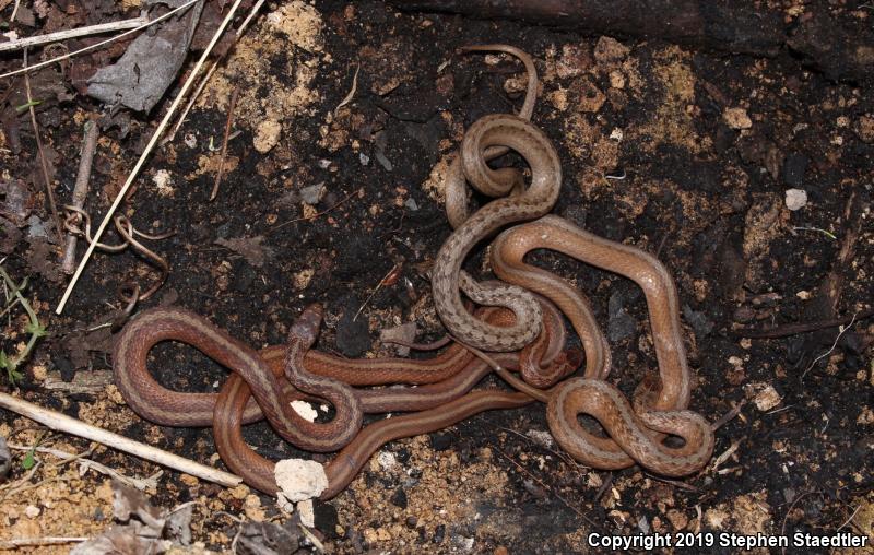 Northern Brownsnake (Storeria dekayi dekayi)