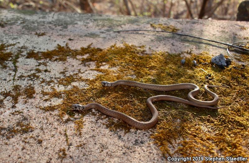 Northern Brownsnake (Storeria dekayi dekayi)